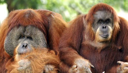 Top Animal Encounters in Indonesia for Wildlife Lovers